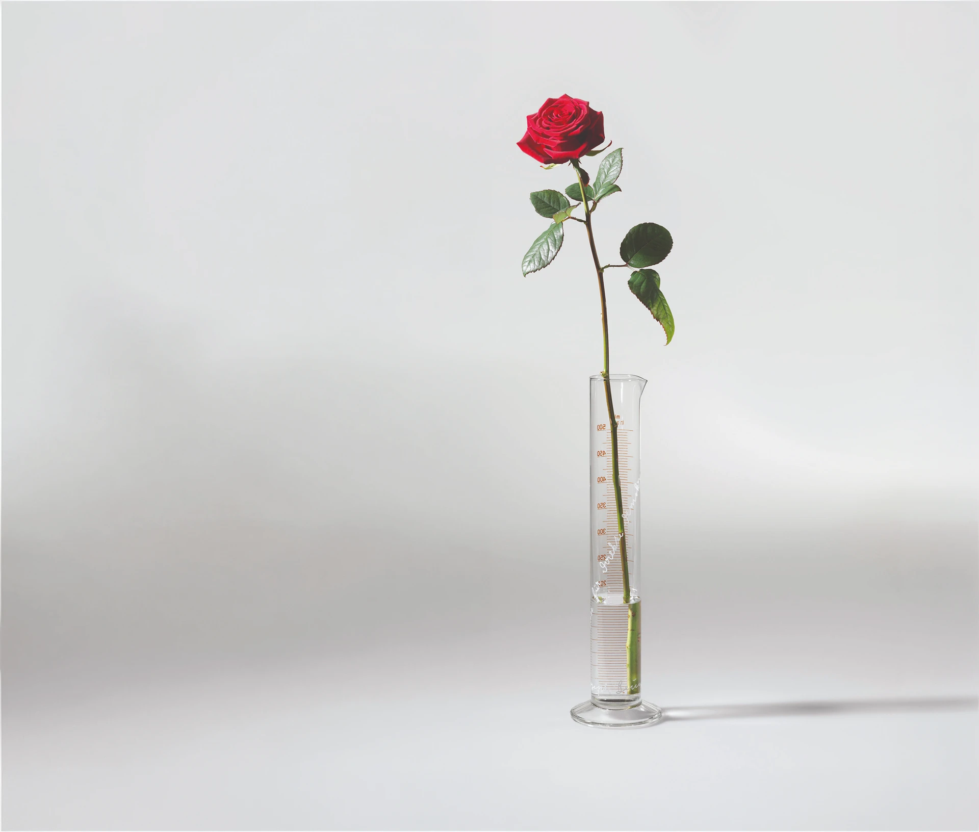 Joseph Beuys - Rosa per la Democrazia diretta